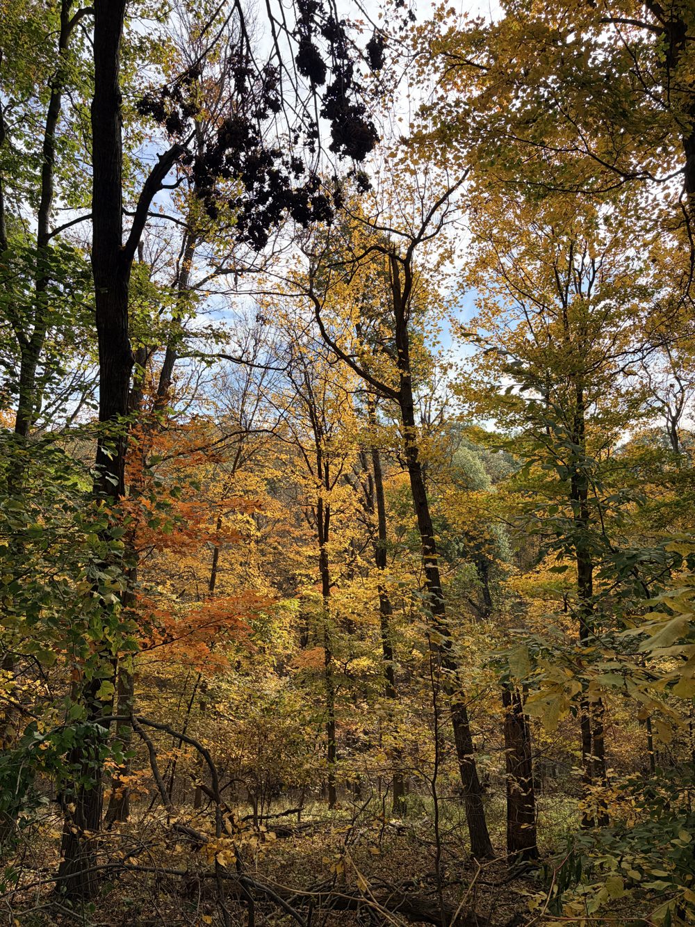 Sunlight through a forest canopy of golden fall leaves and blue sky
