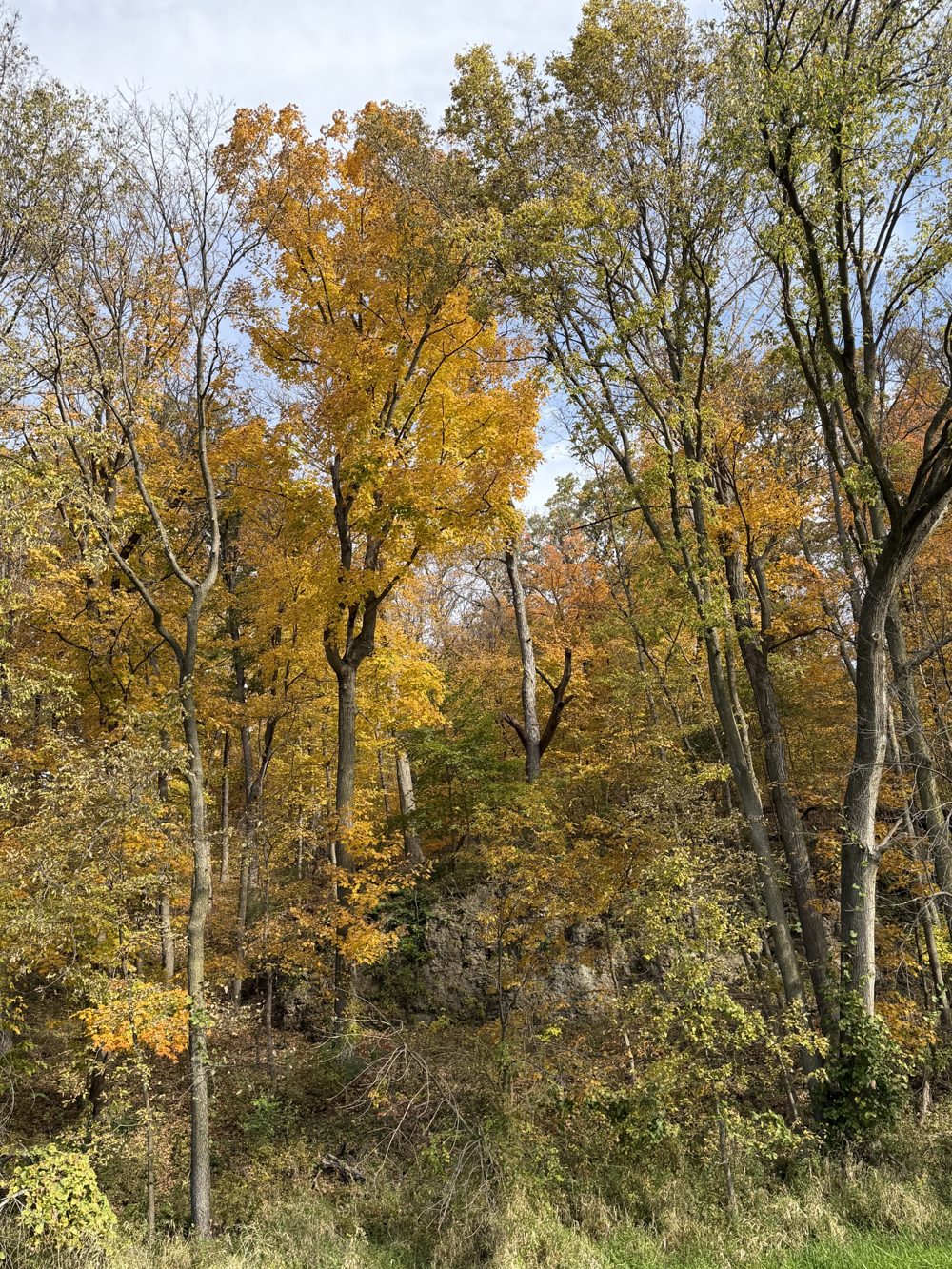 Tall golden and orange maple trees on a wooded hillside