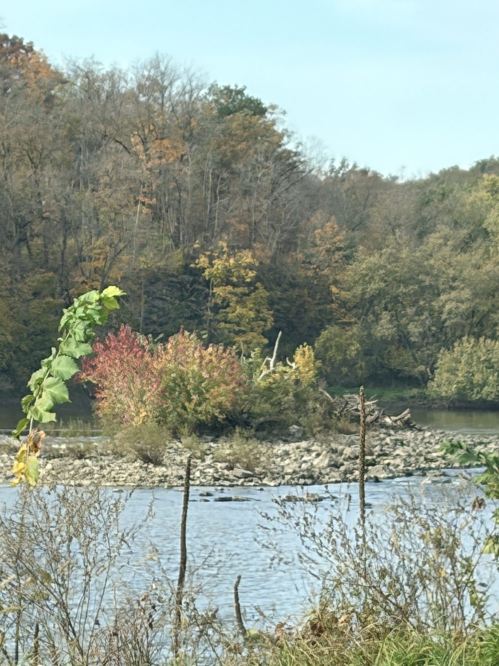 The Cedar River with a rocky shoal and red and orange shrubs along the bank