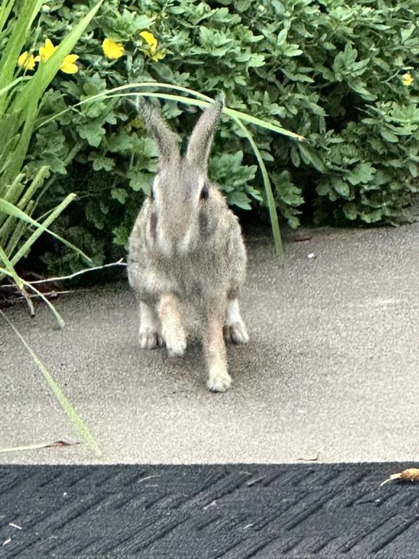 A gray-brown bunny sitting on a sidewalk beside leafy plants and yellow flowers