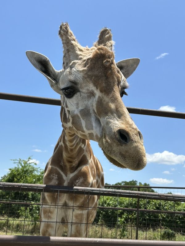 A giraffe leaning over a fence toward the camera under a bright blue sky