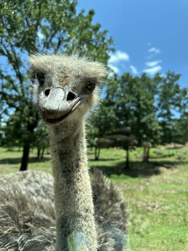 A fluffy ostrich looking straight at the camera in a sunny, grassy field
