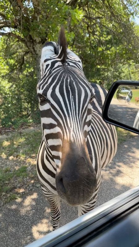 A zebra poking its striped head right up to a car window, with green trees behind