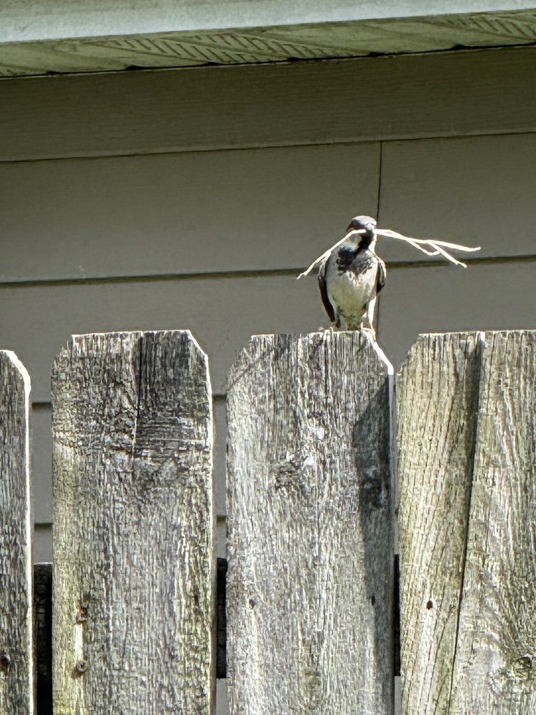 A small bird on a weathered fence post holding long strands of dry nesting grass in its beak